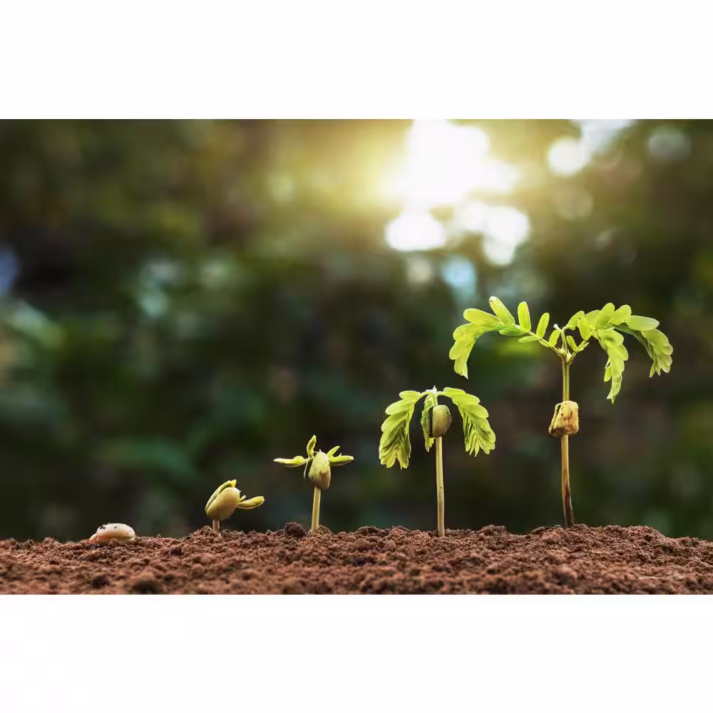 Readi Soil 8 Qt. 100% Organic Worm Castings Seed Starter
